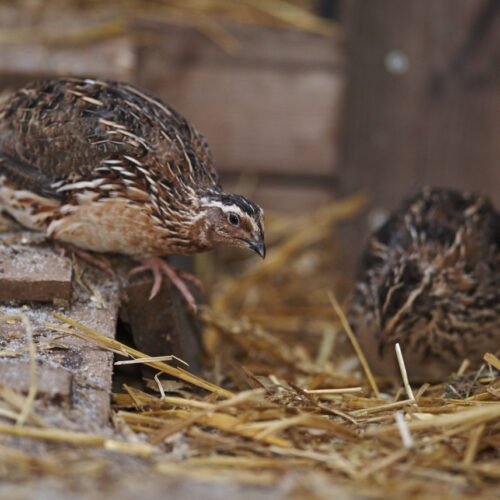 Steglits (Carduelis carduelis)    Foto:(C) Ola Jennersten, Naturfotograferna, IBL Bildbyrå